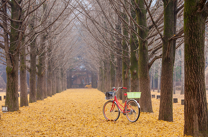 Nami Island & Petite France Full Day Tour [CH-02]