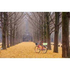 Nami Island & Petite France Full Day Tour [CH-02]