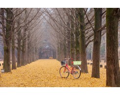 Nami Island & Petite France Full Day Tour [CH-02]