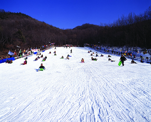 Bears Town Ski Resort Snow Sled Experience [CB-01]