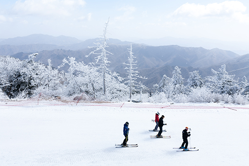 Yongpyung Ski Resort All-day Tour [CB-04]