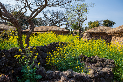 2 nights and 3 days leisurely sightseeing in Jeju [CJ-05]