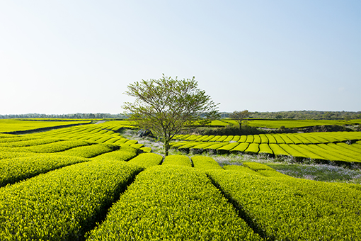 Day tour in eastern Jeju area [CJ-03]